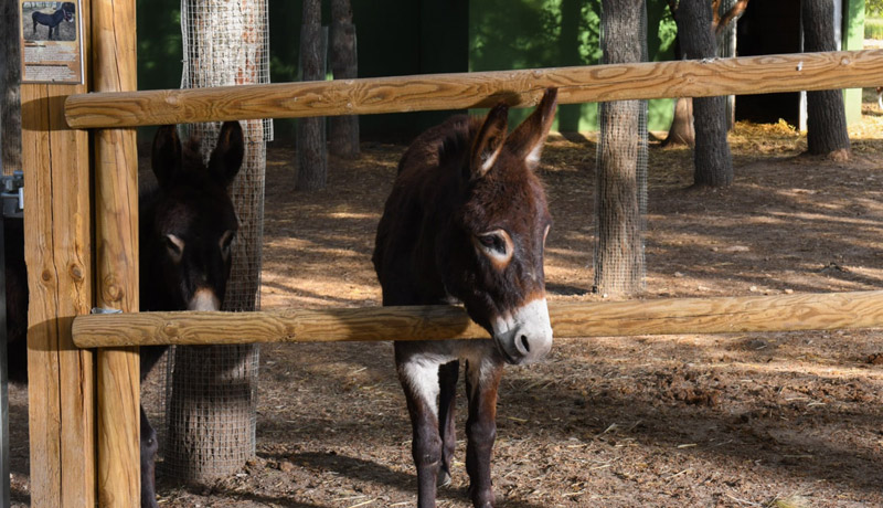 burro