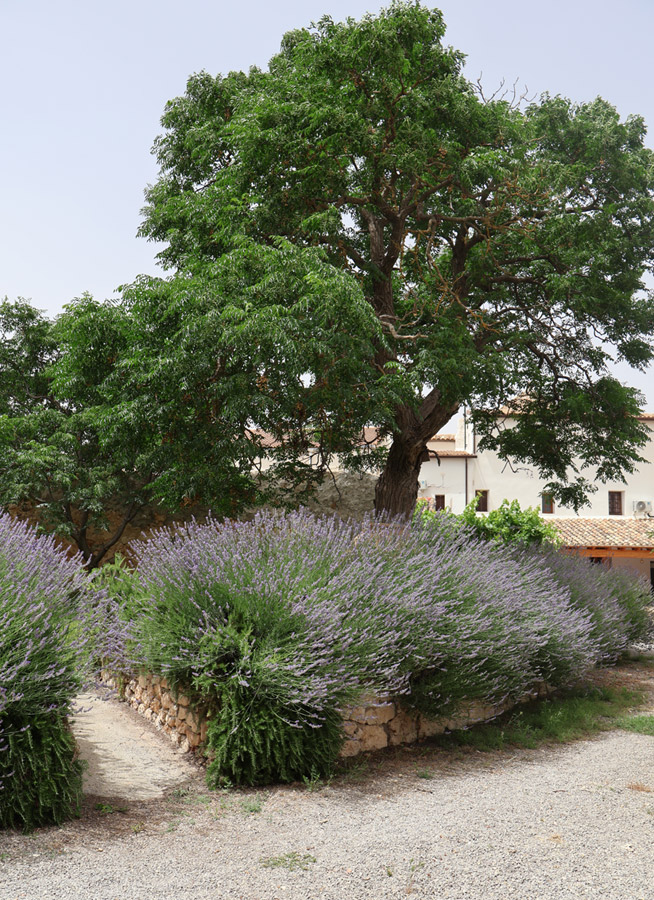 Jardín de lavanda jardín lavanda